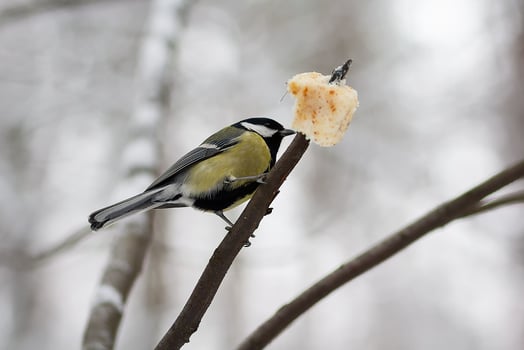 A titmouse sitting on a branch and eating a slice of bread photo