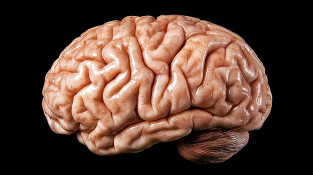 Close up of a human brain on a black background photo