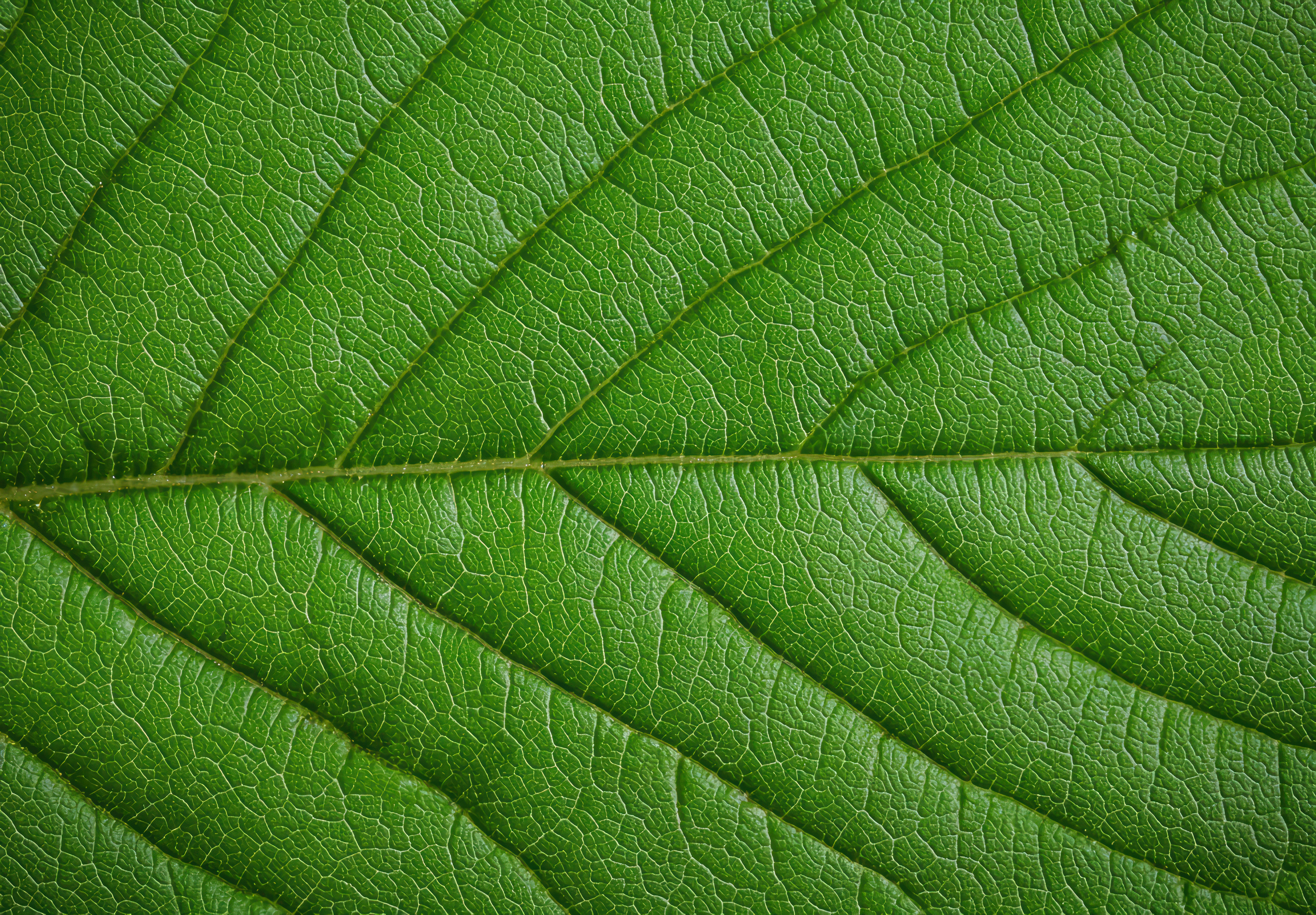 Detailed macro shot of a green leaf photo