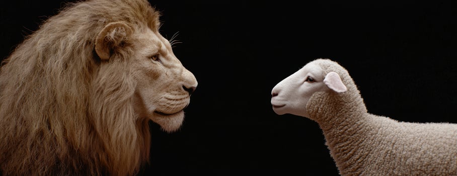 powerful lion and innocent lamb face to face photo
