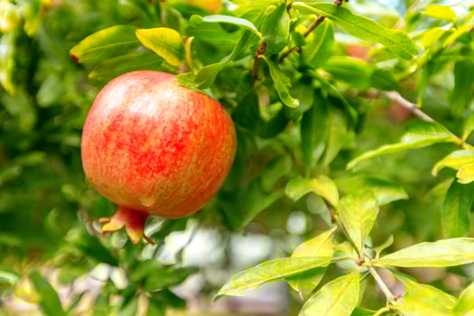 ripe pomegranate on the tree photo