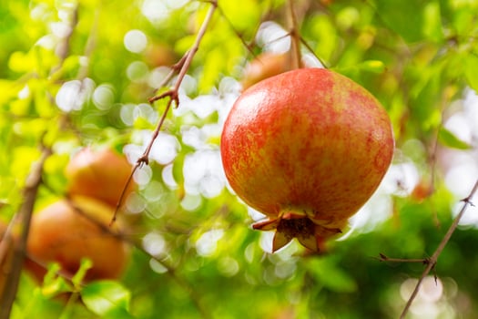 Ripe pomegranate fruit on the tree branch photo