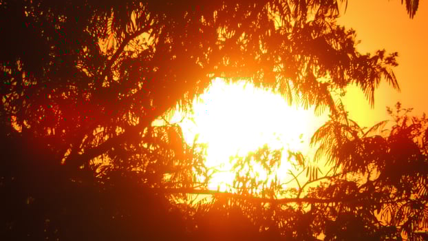 A plane flying over a tree with the sun behind it photo