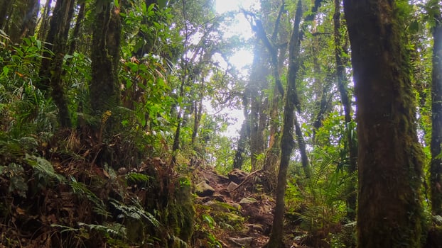 A trail in the rainforest with trees and plants photo