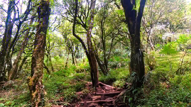 A trail in the woods with trees and plants photo