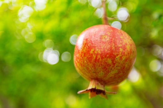 Ripe pomegranate fruit on the tree branch photo