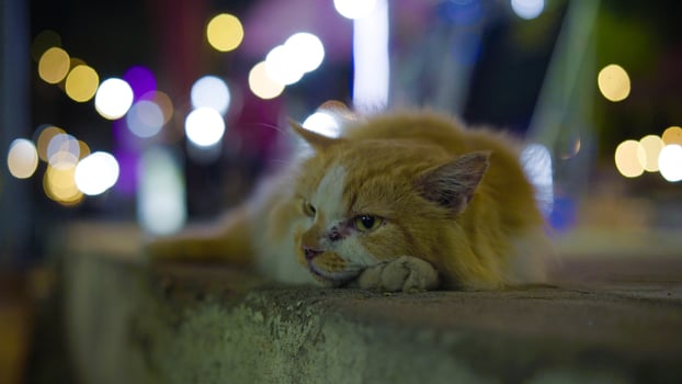 Under the night sky in Gili Trawangan, a street cat relaxes peacefully by the roadside. The soft glow of lights enhances the island's charming evening ambiance. photo