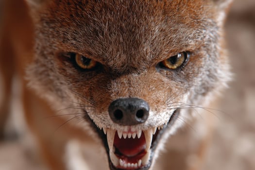Angry wild animal face close up photo