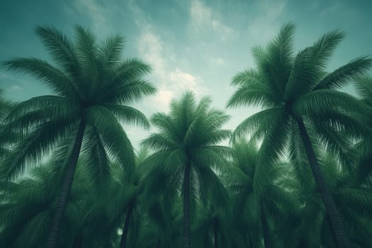 Hurricane threatening palm trees under a cloudy sky in a tropical region photo