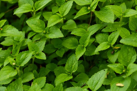 A close up of a plant with green leaves photo