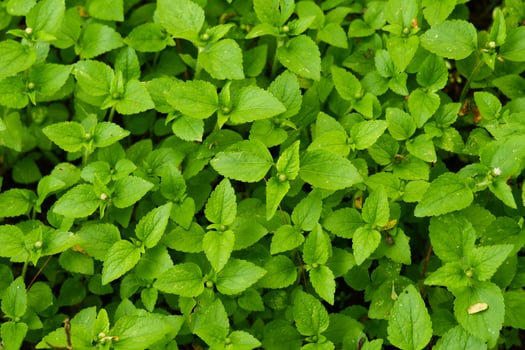 A close up of a green plant with small leaves photo