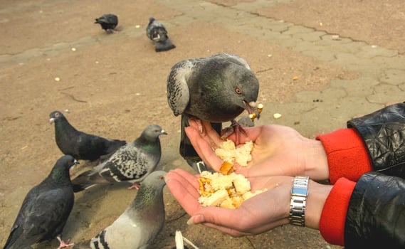 A person feeding pigeons with food photo