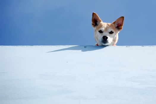 Guard dog is looking photo