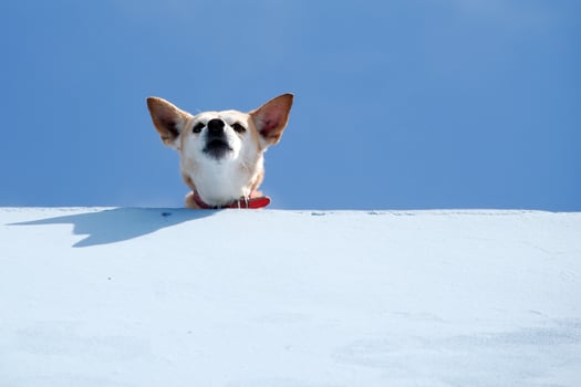 Guard dog is looking photo