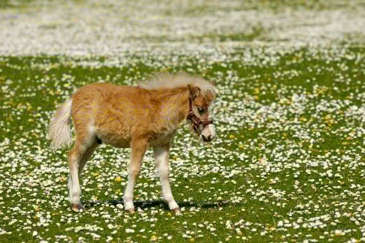 Young horse meadow with many flowers photo