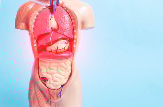 Human anatomy on the example of a medical manikin. The concept of a disease of human internal organs in the abdominal cavity. Blue background, copy space for text, digestion process photo