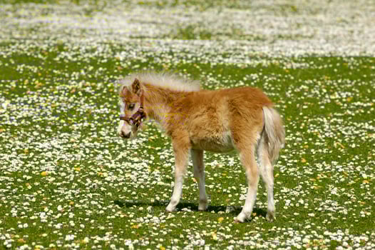Horse foal on flower field photo