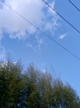 A blue sky with white clouds and power lines above a green bamboo forest. photo