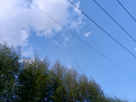 A blue sky with white clouds and power lines above a green bamboo forest. photo