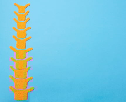Human spine model on a blue background. The concept of youth and flexibility of the human spine. Copy space for text, elasticity photo