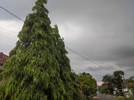 A towering evergreen tree stands prominently against a backdrop of overcast skies. photo
