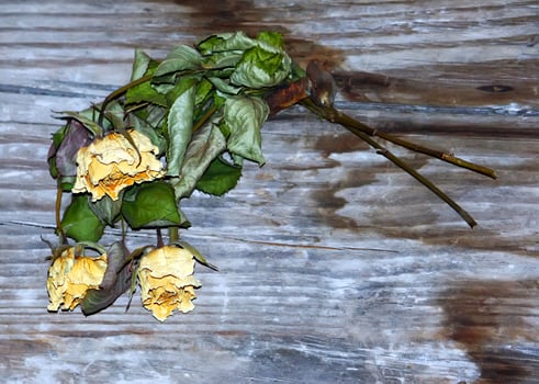 Beautiful rose flower photo