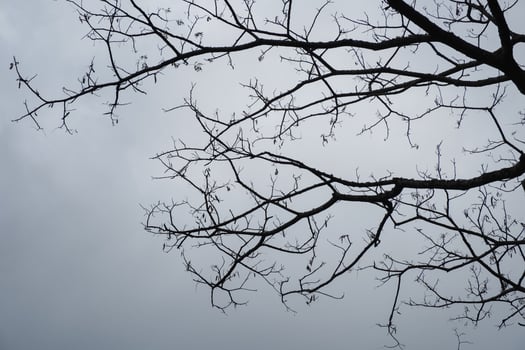 Dried branch on tree in gloomy photo