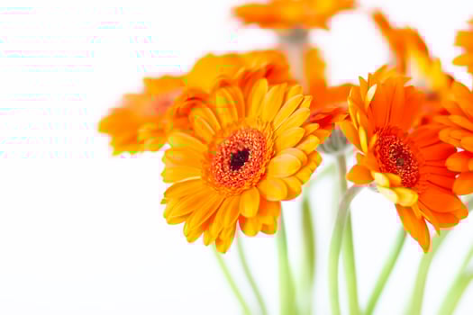 Bouquet of beautiful gerbera flowers. Minimalist floral background. photo