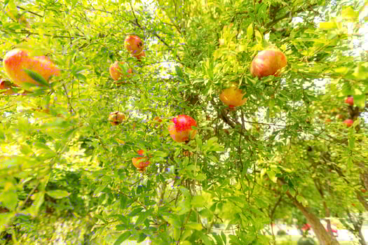 ripe pomegranate on the tree photo