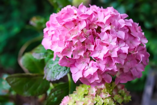 Pink hortensia floral background. Hydrangea plant. photo