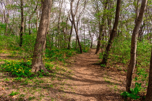 Path among yellow flowers in the forest.. Chylomecon. Endemic of the Far East. It occurs wild in East Asia. in the far east of Russia. in Korea, northeast China, and the Japanese islands. photo
