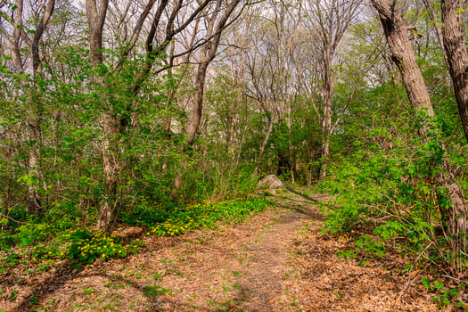 Path among yellow flowers in the forest.. Chylomecon. Endemic of the Far East. It occurs wild in East Asia. in the far east of Russia. in Korea, northeast China, and the Japanese islands.. photo