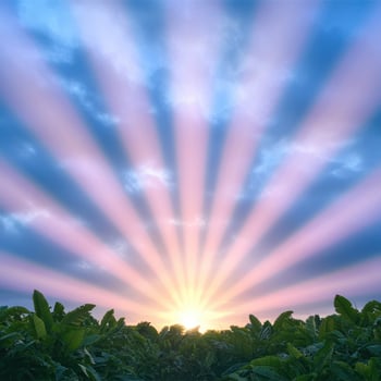 Vibrant tropical sunset over lush foliage photo