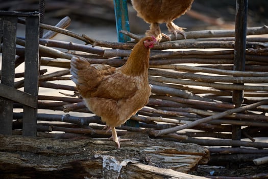 Domestic chicken walking outdoors on a summer day photo
