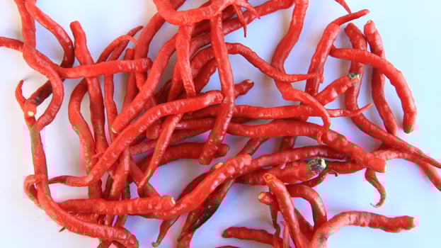 Freshly picked hot red chilies on a white background taken from above photo