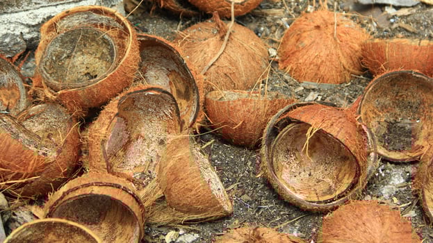 coconut shells scattered on the ground photo