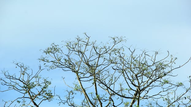 vibrant kedondong tree or Spondias dulcis ambarella, otaheite apple, or big hog plum against a blue sky background photo