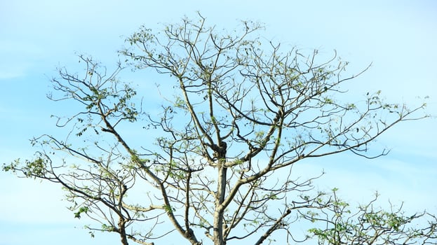 vibrant kedondong tree or Spondias dulcis ambarella, otaheite apple, or big hog plum against a blue sky background photo