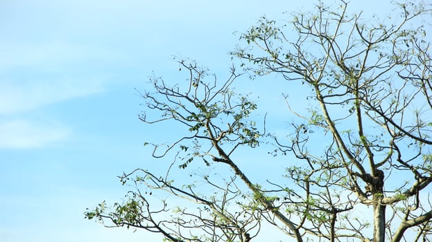 vibrant kedondong tree or Spondias dulcis ambarella, otaheite apple, or big hog plum against a blue sky background photo