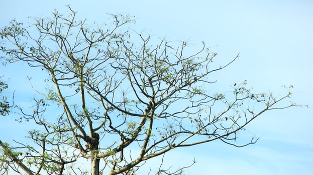 vibrant kedondong tree or Spondias dulcis ambarella, otaheite apple, or big hog plum against a blue sky background photo
