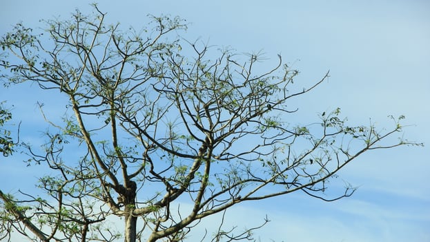 vibrant kedondong tree or Spondias dulcis ambarella, otaheite apple, or big hog plum against a blue sky background photo