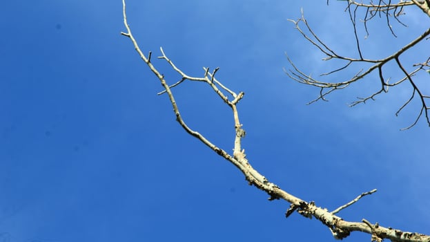 Dry old branches against the sky background look beautiful during the day photo
