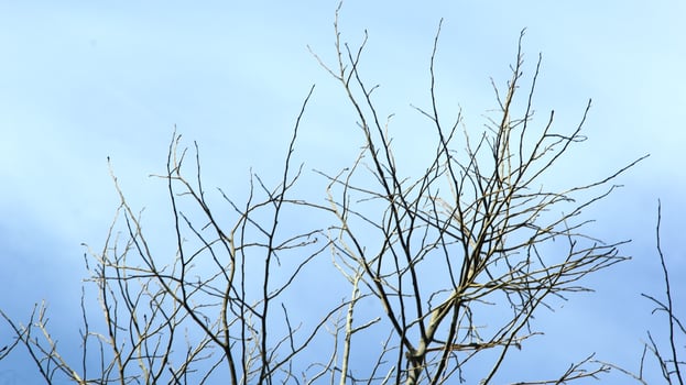 Dry old branches against the sky background look beautiful during the day photo