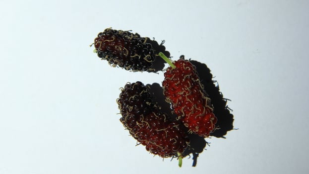 Mulberries grow abundantly on trees and are ready to be harvested photo