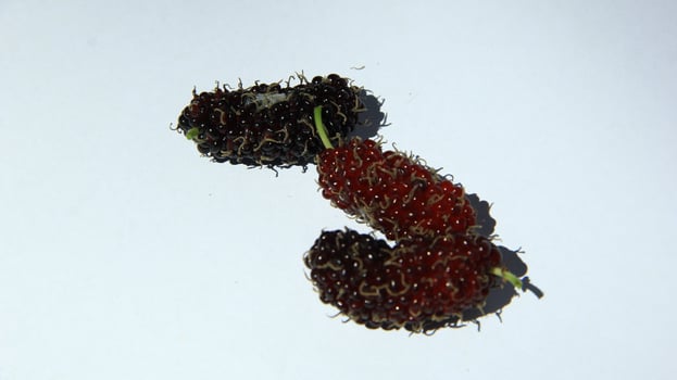 Mulberries grow abundantly on trees and are ready to be harvested photo