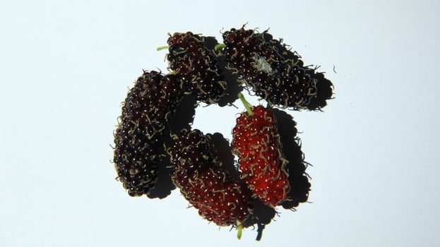 Mulberries grow abundantly on trees and are ready to be harvested photo