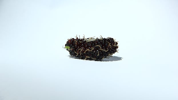 Mulberries grow abundantly on trees and are ready to be harvested photo