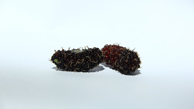 Mulberries grow abundantly on trees and are ready to be harvested photo