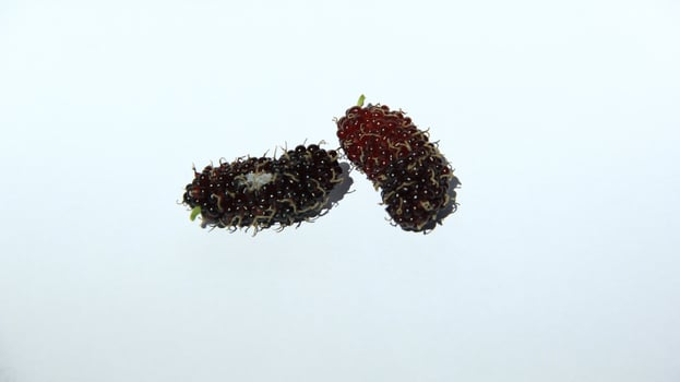 Mulberries grow abundantly on trees and are ready to be harvested photo