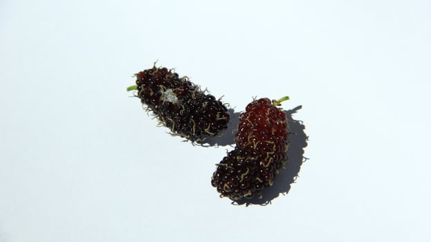 Mulberries grow abundantly on trees and are ready to be harvested photo